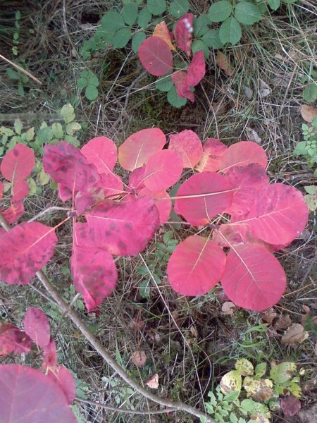 Couleur d'automne : Magnifiques couleurs d'automne