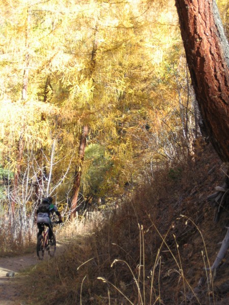 #1 Forêt des Conchiers : Comme toujours par ici, l Forêt des Conchiers : Comme toujours par ici, l'histoire commence dans les mélèzes