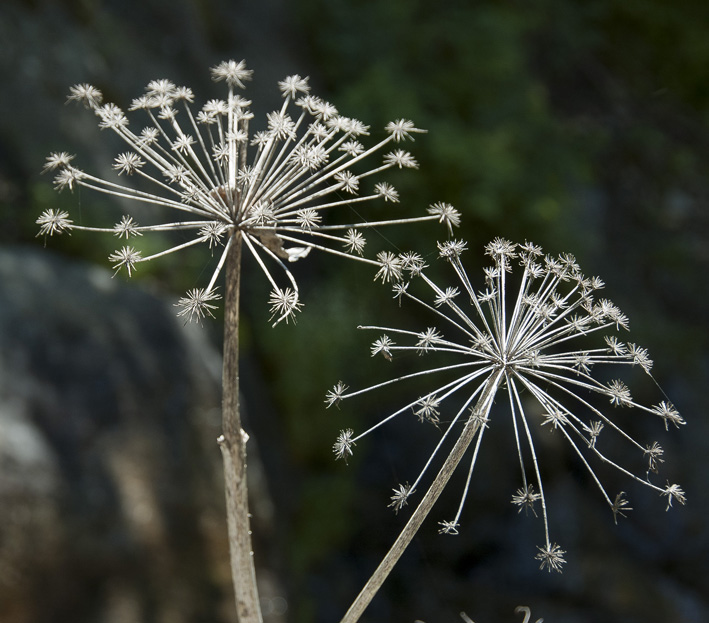 Croix de Sécheron : me manquait une fleur, là voici !!