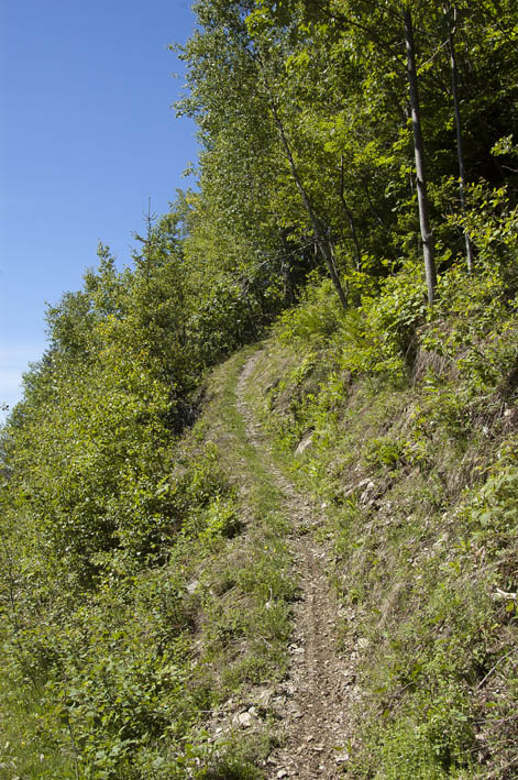 Suite de la descente : Fin du sentier, arrivée sur la route forestière du Charvet.