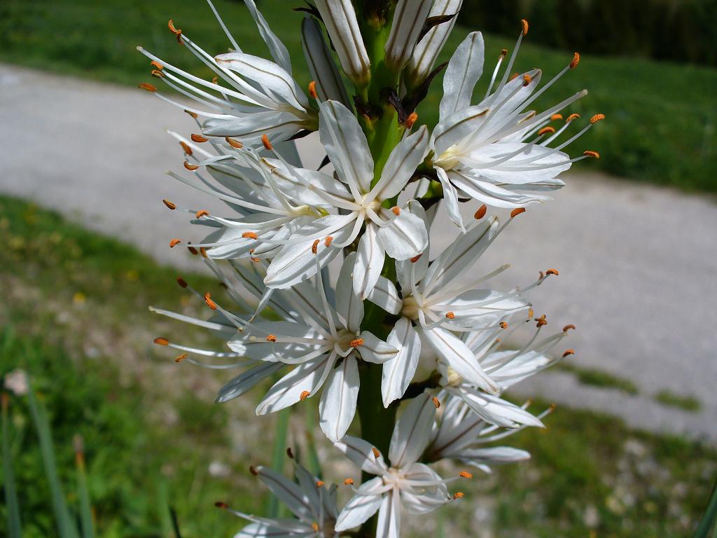 Flore : Asphodèle blanc, détail