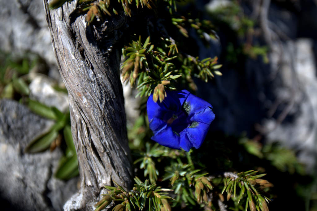 #16 Power flower Power flower