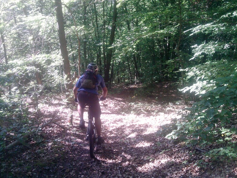 Forêt du Gargas : Tapis de feuilles omniprésent