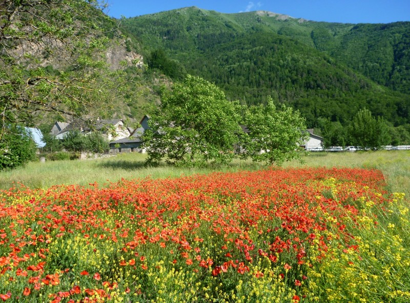 Retour aux Angelas : Régal des yeux