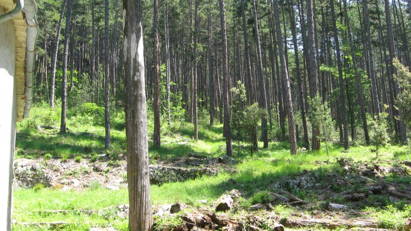 Puget Rostand > Puget Théni : Super forêt où se situe une bonne partie de la descente