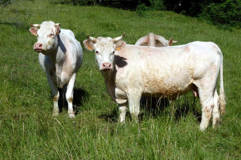 #76 J4: faune locale : Regards des locaux J4: faune locale : Regards des locaux