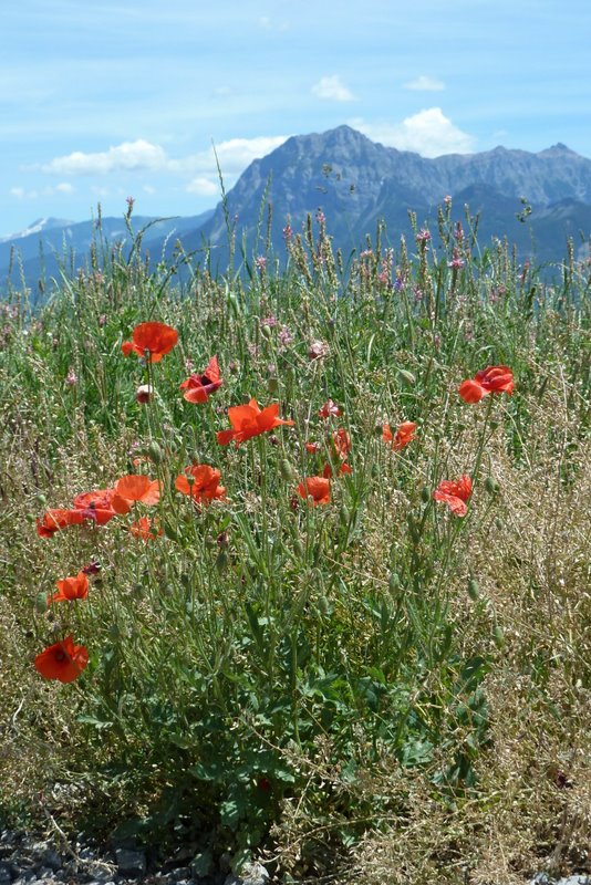 J4: Ultime flore : Coquelicots sur fond de Morgon