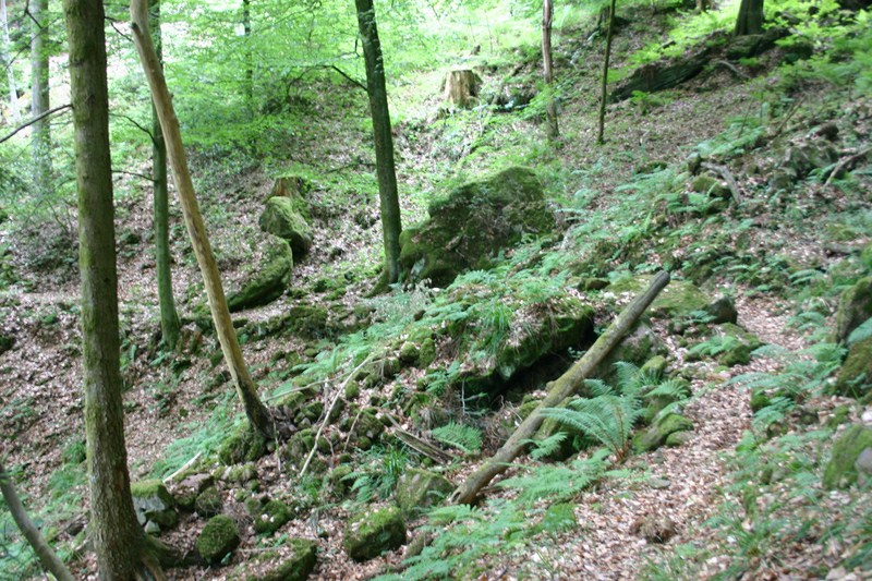 sentier1 : Le sentier passe derrière le tronc et part vers la gauche