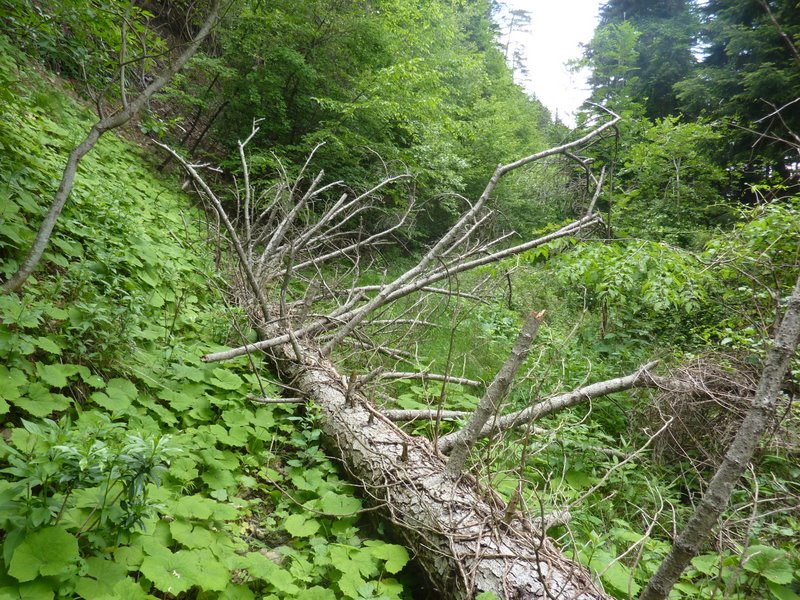 La jungle : La piste du bois noir est devenue impraticable !