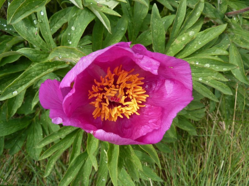 #22 Pivoine : Fleur sauvage, protégée rarissime et surtout dont la floraison est très courte...
On a eu du bol d Pivoine : Fleur sauvage, protégée rarissime et surtout dont la floraison est très courte...
On a eu du bol d'en profiter !