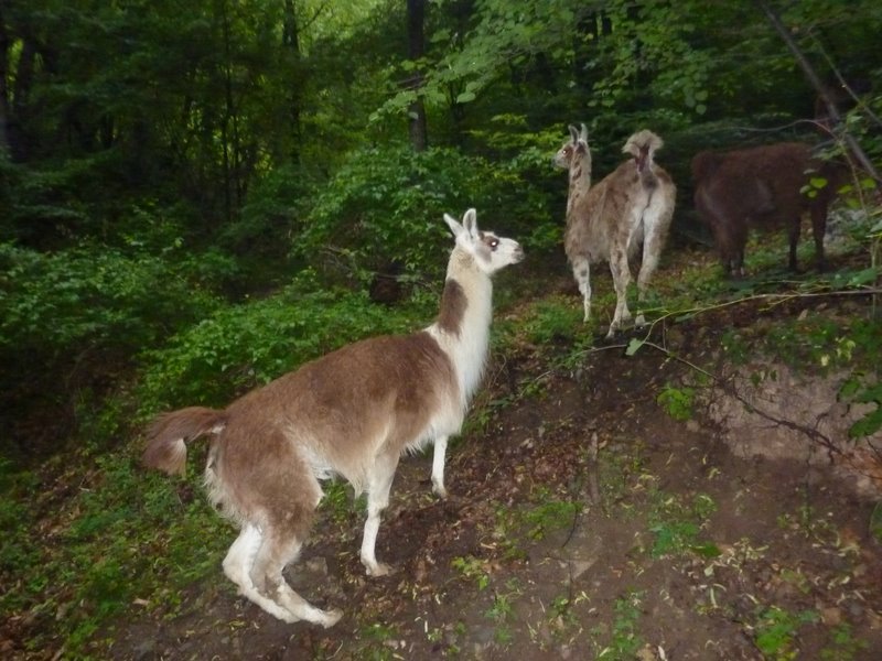 Lamas : Croisés sur la piste