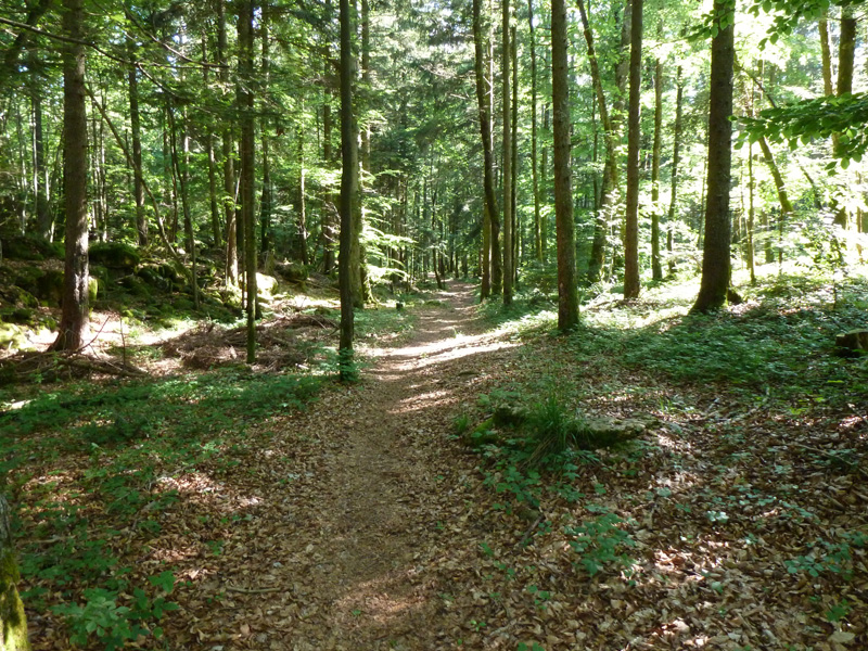 #2 sur le sentier des Trembles sur le sentier des Trembles