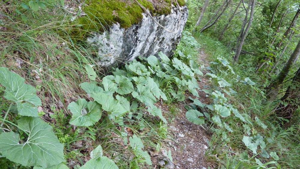 #4 Vegetation : nénuphars chartroussins en bordure de sentier Vegetation : nénuphars chartroussins en bordure de sentier