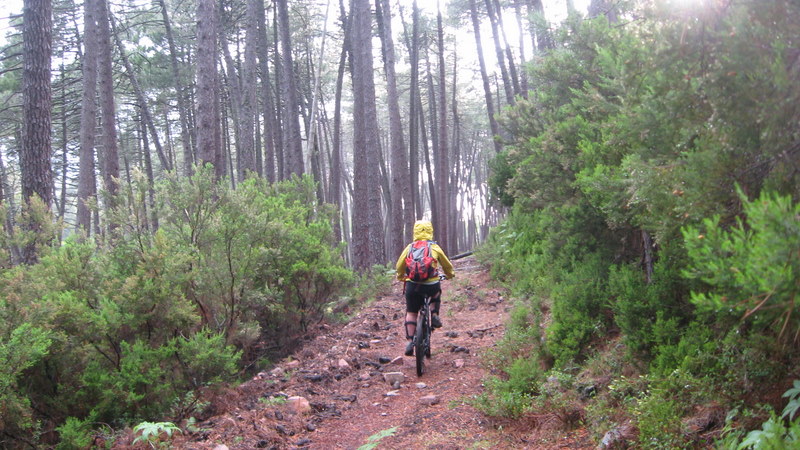 Porto en boucle : le sentier continue sous de beaux arbres