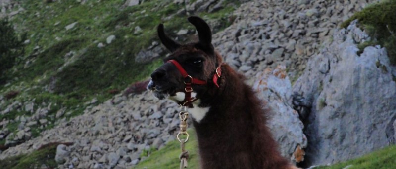 #3 Lama : T Lama : T'as de beaux yeux tu sais !