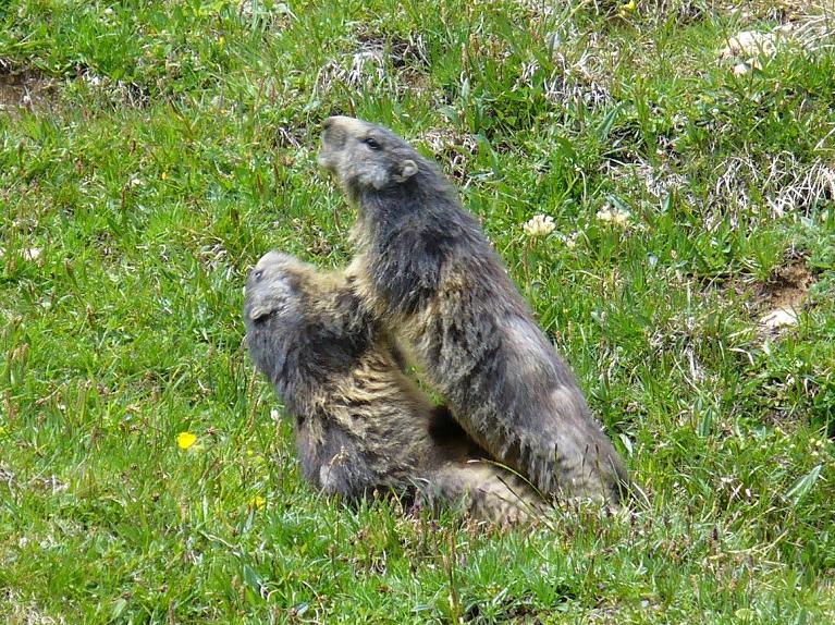 #17 Pause Animalière : ... et m Pause Animalière : ... et m'ignorent royalement, elles ont bien raison !