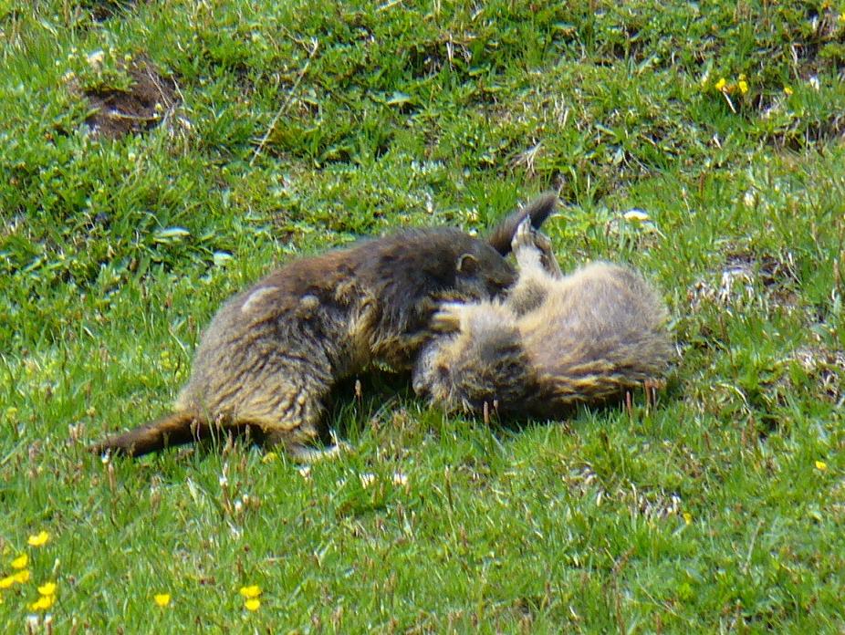 #15 Pause Animalière : ... s Pause Animalière : ... s'amusent ...