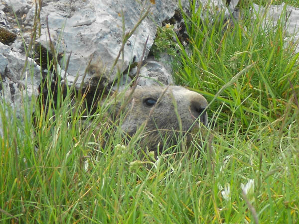 #8 Marmotte : "Allez-vous en, c Marmotte : "Allez-vous en, c'est privé !"