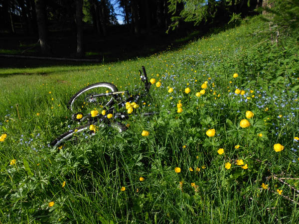 #2 Fleurs : Sacrilège de mettre le vélo sur ces myositis et renoncules. Fleurs : Sacrilège de mettre le vélo sur ces myositis et renoncules.