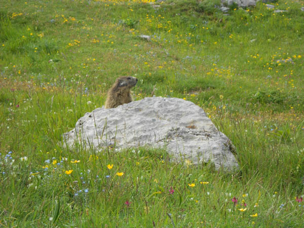 #7 Marmotte : Pas très farouche. Marmotte : Pas très farouche.