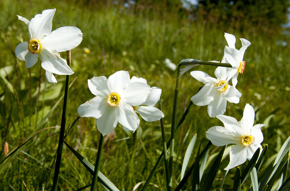 #2 col du Chardonnet : Narcisses col du Chardonnet : Narcisses