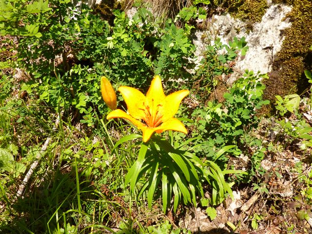 #3 Lys... : Au bord du chemin, sur un vieux canal Lys... : Au bord du chemin, sur un vieux canal