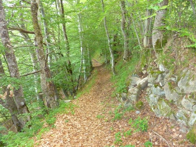 #1 Sentier boisé : Agréable et bien roulant... Sentier boisé : Agréable et bien roulant...