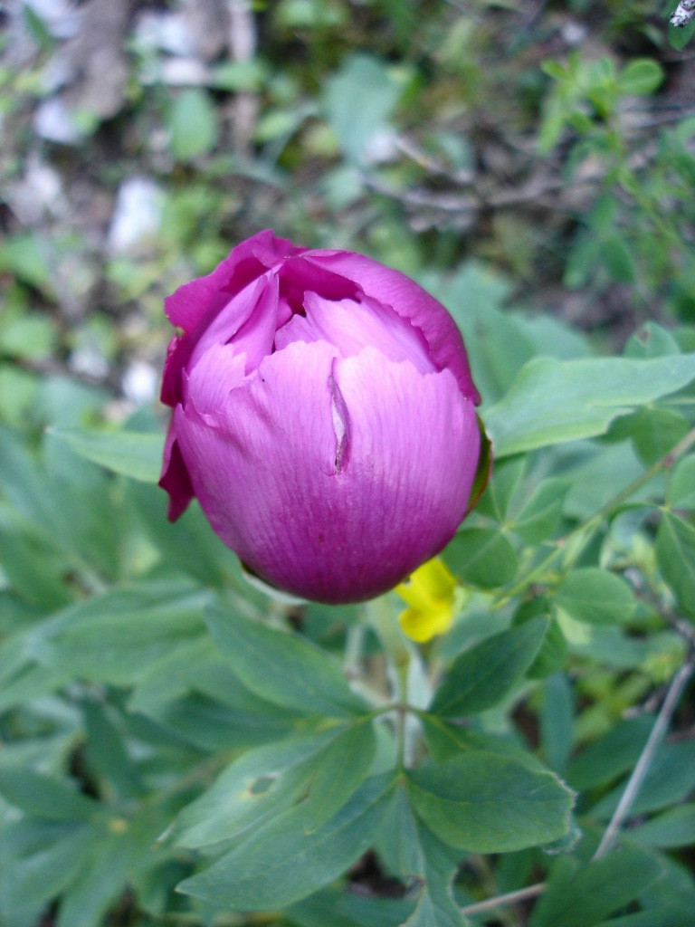 #21 Pivoine : Toute jeune Pivoine : Toute jeune