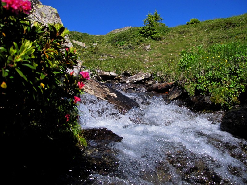 #6 Fouchu : les rhododendrons en fleur Fouchu : les rhododendrons en fleur
