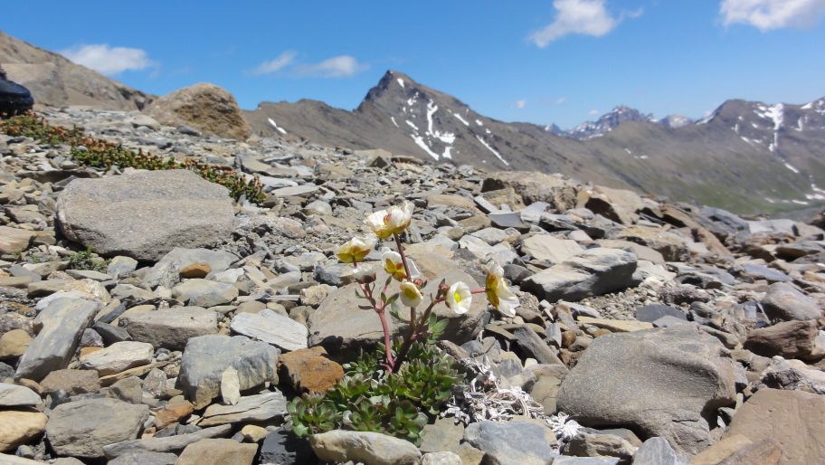 Renoncules des glaciers : et Aiguille d'Argentière