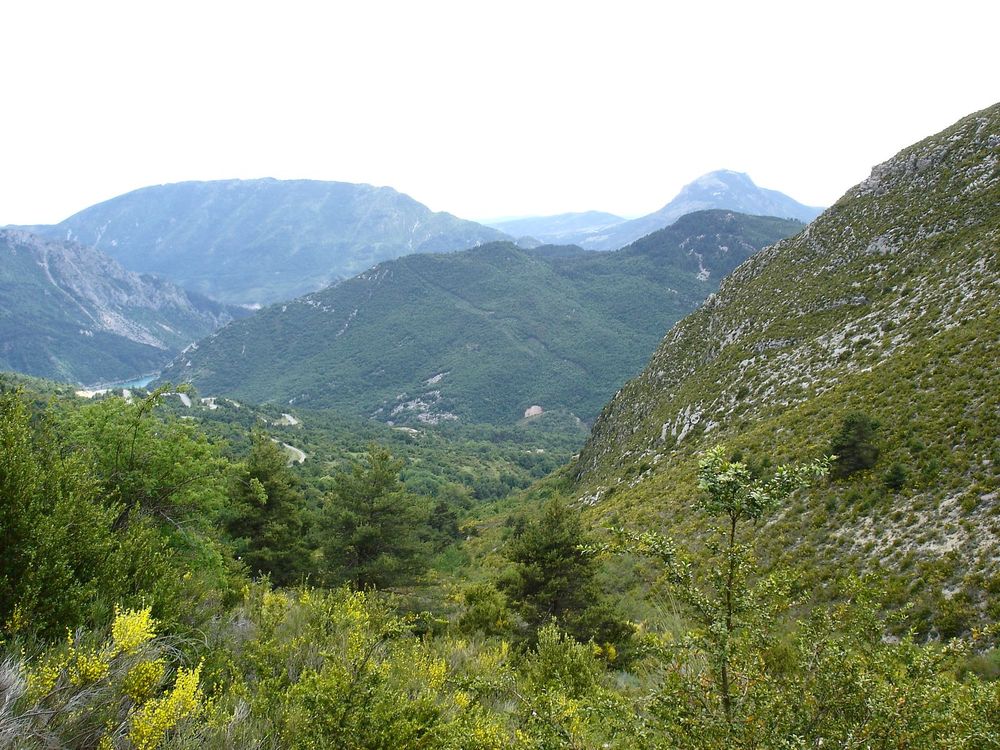 Végétation : sentier à nettoyer