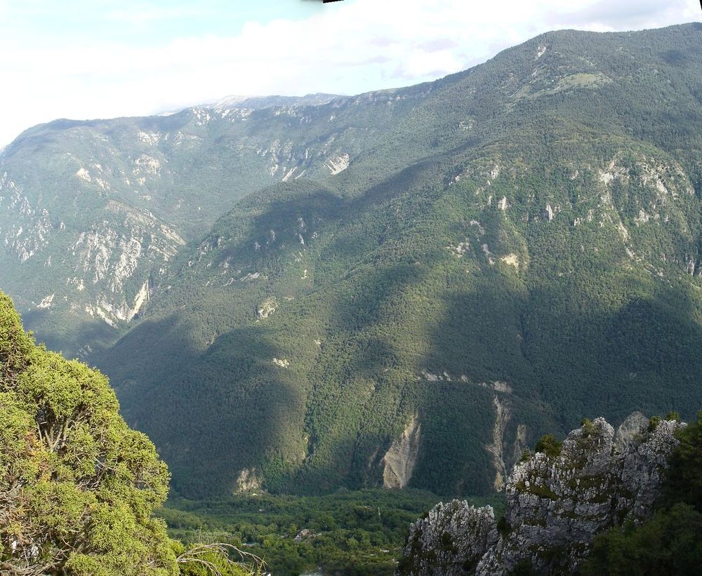 #22 Forêt : omniprésente Forêt : omniprésente