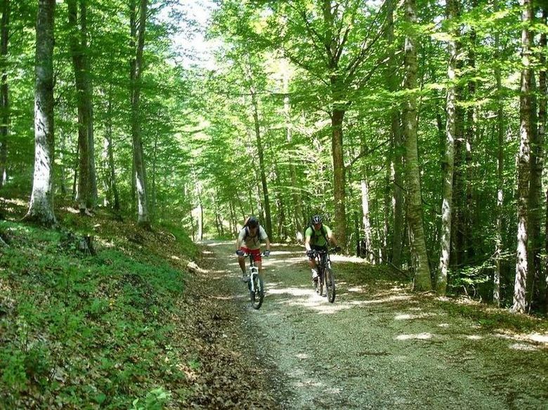 Au frais : Montée au col de Baratus dans une magnifique hêtraie