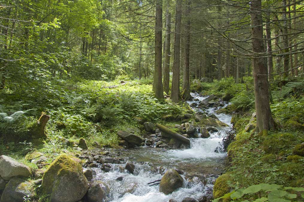 #7 Durnand de la Jure : Vous aimez le vert ? Durnand de la Jure : Vous aimez le vert ?