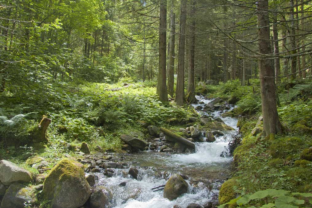 Durnand de la Jure : Vous aimez le vert ?