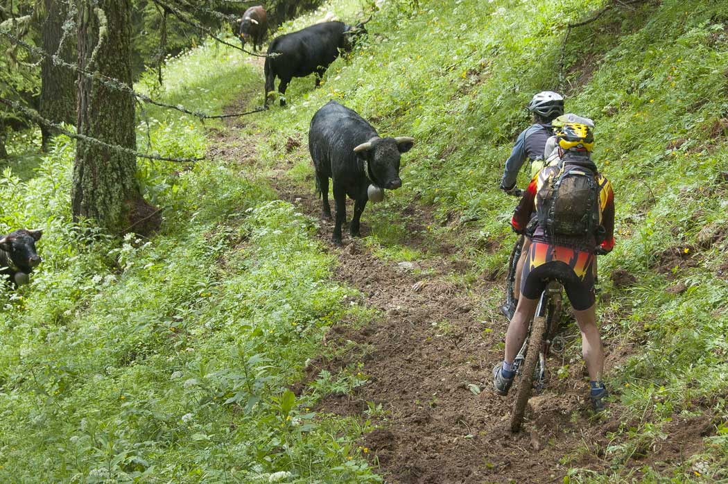 Bovinette : Rencontre émotion avec nos premières vaches d'Herens.
Alpage de Bovinette