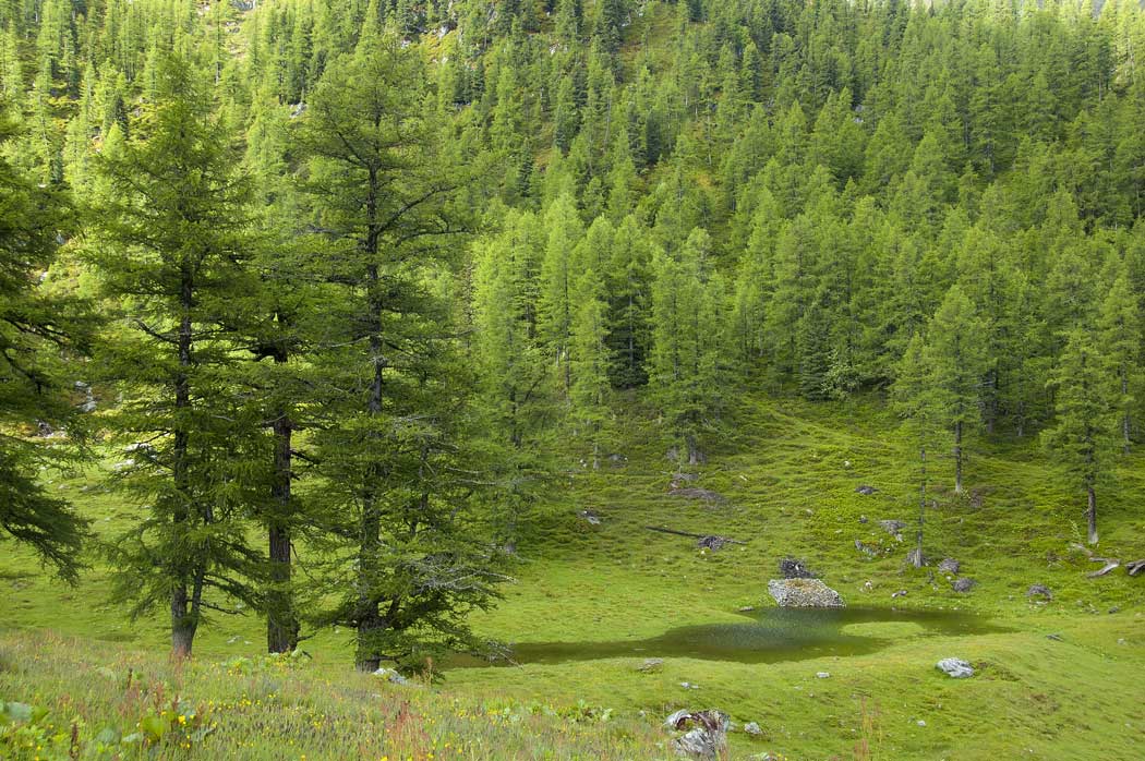 Alpage de la Giette : En montant à Bovine