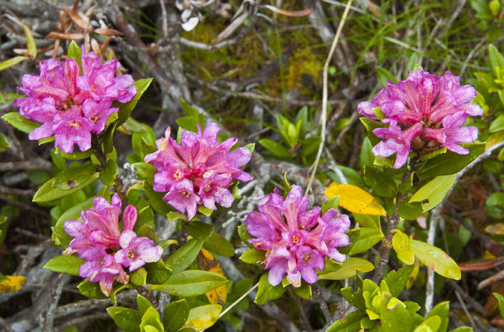 Val d'Herens : Rhododendrons