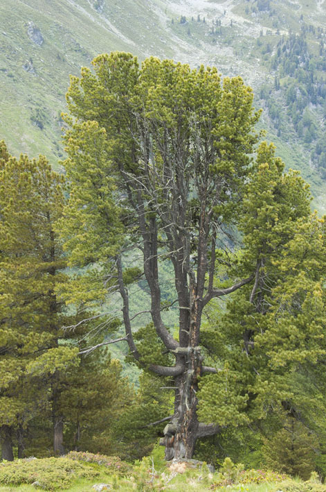 #26 Haut vallon de Réchy : Arolle majestueux Haut vallon de Réchy : Arolle majestueux