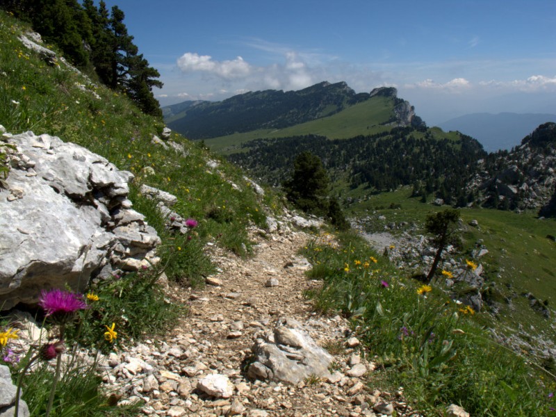 #3 Sentier fleuri : sous col de Bellefond Sentier fleuri : sous col de Bellefond
