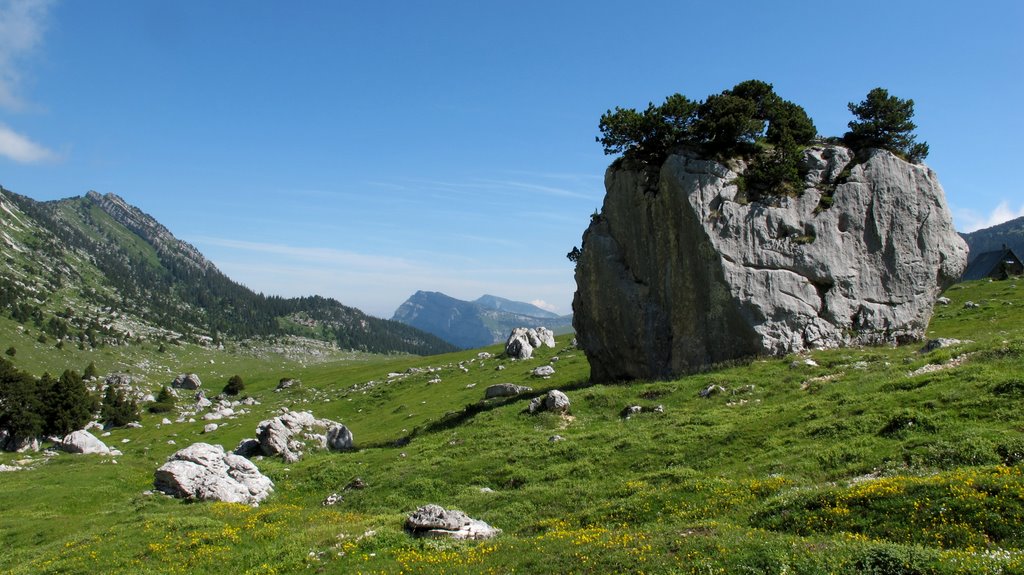 #2 Vallon de Marcieu : Arbres sur rocher Vallon de Marcieu : Arbres sur rocher