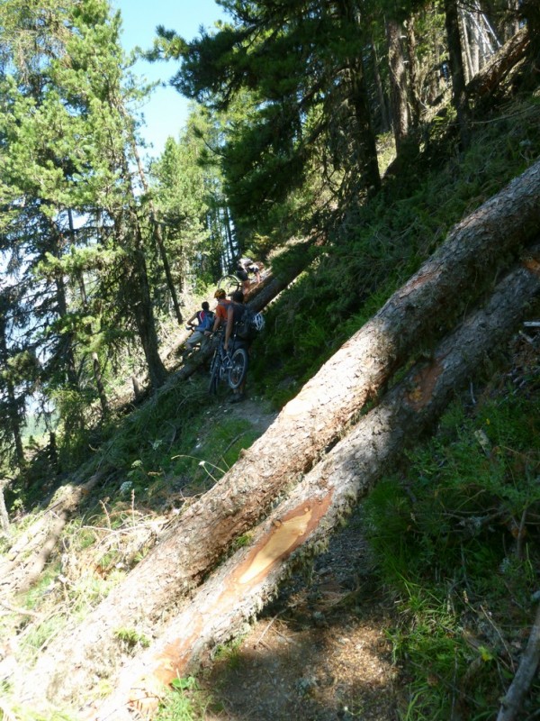 portage forestier : les premiers troncs d'arbres, après c'est ...