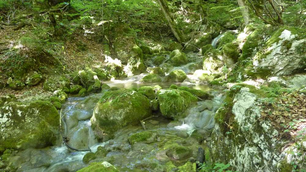 #5 Torrent du Glézy : ça mousse en Chartreuse Torrent du Glézy : ça mousse en Chartreuse