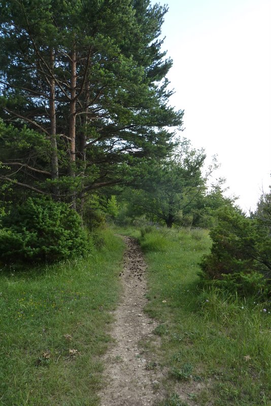 #4 Après les restanques : Le sentier est magnifique ! Après les restanques : Le sentier est magnifique !