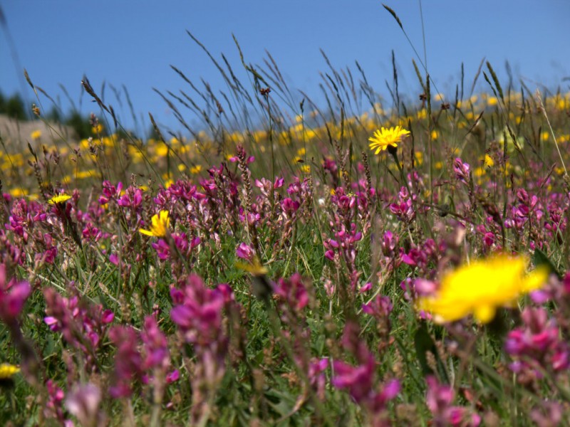 Col de Chalufy : par contre c'est magnifique avec toutes ces fleurs