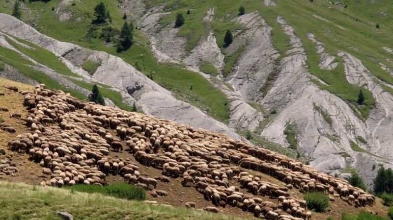 Cabane de Vachière : le pastoralisme est omniprésent dans ces vallées