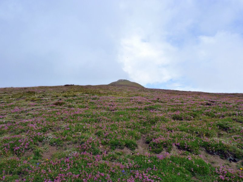 #2 Pte de Chaligne : Arrivée florale au sommet Pte de Chaligne : Arrivée florale au sommet