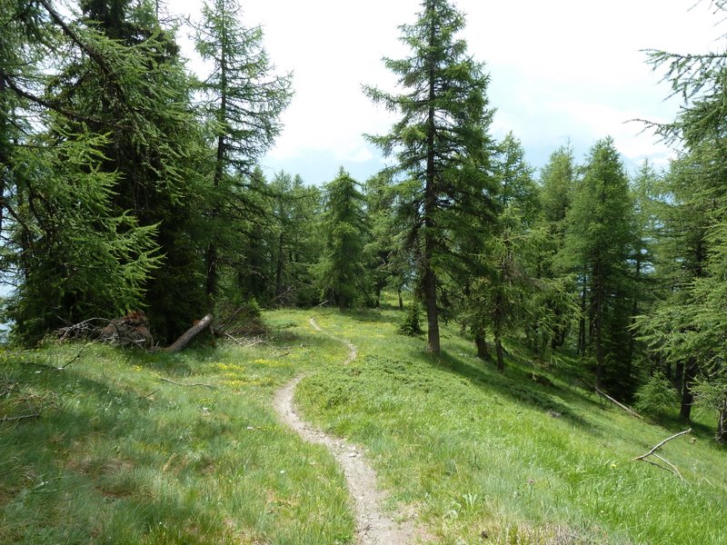 #7 Pte de Metz : Le superbe sentier dans les mélèzes Pte de Metz : Le superbe sentier dans les mélèzes