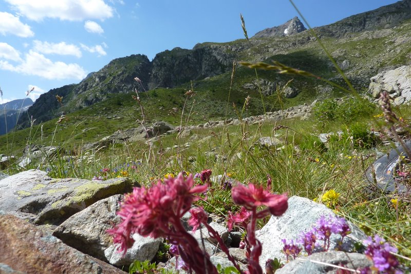 Multicolores : Quels tapis de fleurs !