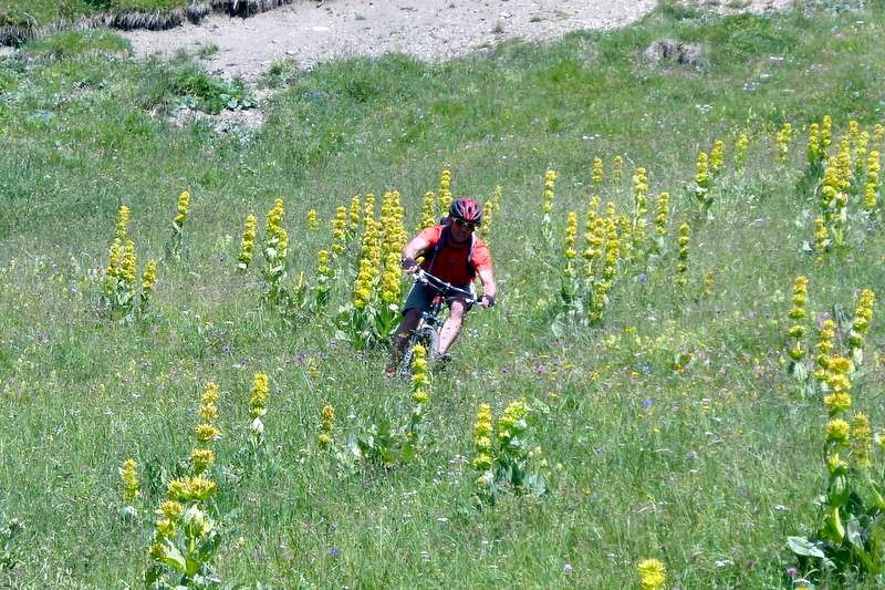 #11 Mont du Fût : Descente florale Mont du Fût : Descente florale